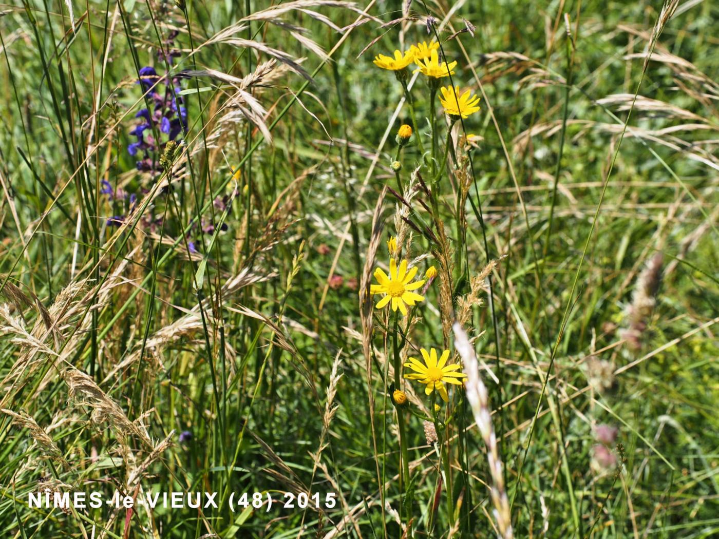 Ragwort, Rodez plant